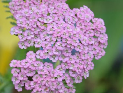 Rebríček obyčajný 'Rainbow ending blue' - Achillea millefolium 'Ranbow ending blue'  Achillea millefolium 'Rainbow Ending Blue'