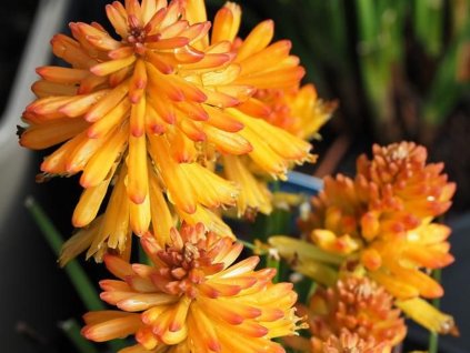 Fakľovka 'Poco Orange' - Kniphofia 'Poco Orange'