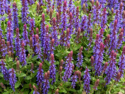 Šalvia hajní 'Sensation Blue' - Salvia nemorosa 'Sensation Blue'