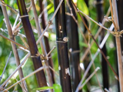 Fargesia nitida 'Black Dragon'/Bambus