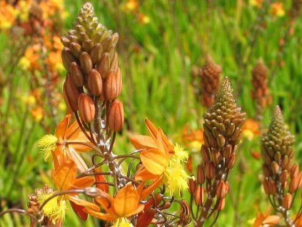 bulbine