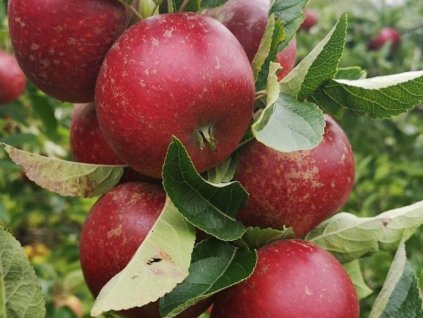 130786 jablon ingrid marie