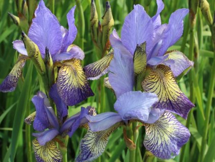 Kosatec sibírsky Peacock Butterfly® 'Banish Misfortune' - Iris sibirica Peacock Butterfly® 'Banish Misfortune'