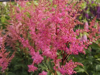 Astilba Younique 'Lilac' - Astilbe Younique 'Lilac'