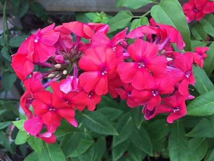 Flox metlinatý 'Grenadine Dream' - Phlox paniculata 'Grenadine Dream'