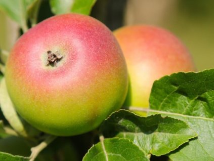 130849 jablon korunni princ rudolf