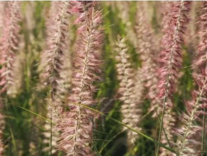Perovec 'Flamingo' - Pennisetum orientale 'Flamingo'
