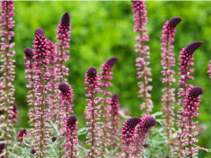 Čerkáč 'Beaujolais' - Lysimachia atropurpurea 'Beaujolais'