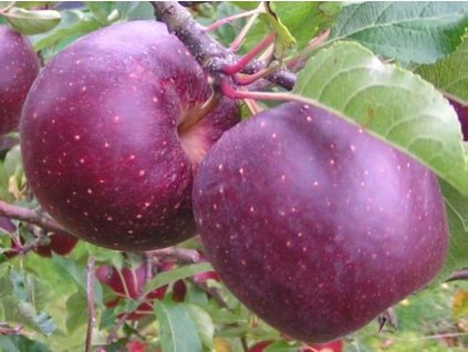 Jabloň 'Cassiopeia®'