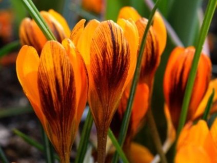 Krokus 'Orange Monarch'