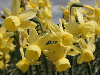 Narcis 'Angels Whisper'