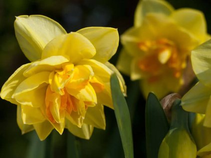 Narcis 'Apotheose'