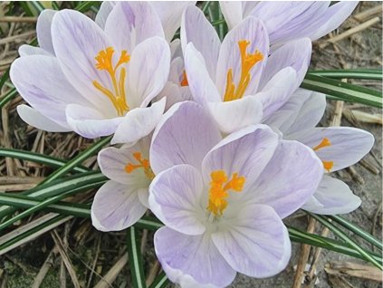 Krokus 'Candle Light'