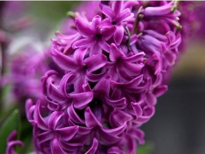 Hyacint 'Purple Sensation' (Balenie cibuľa 14/15 - 5 ks)