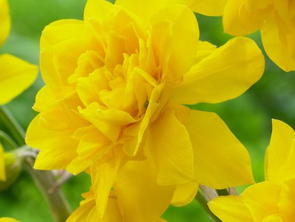 Narcis 'Campernellen Double'