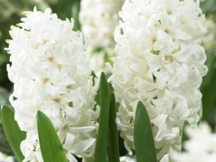 Hyacint 'White Pearl' (Balenie cibuľa 15/16 - 5 ks)