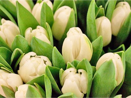 Tulipán 'Antarctica'