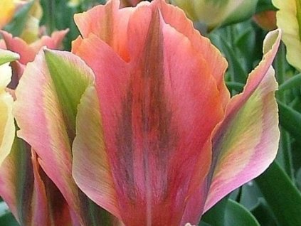 Tulipán 'Artist'
