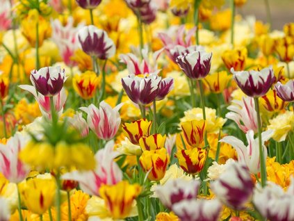Rembrandtovy tulipány - mix