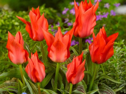 Tulipán 'Red Riding Hood'