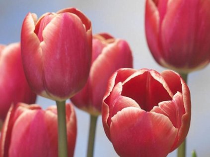 Tulipán 'Kung Fu'