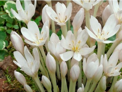 Ocún jesenný 'Album'