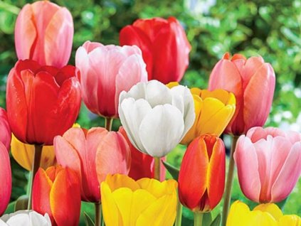Darwinovy tulipány - mix