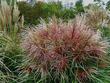 Ozdobnica čínska 'Polonus' - Miscanthus sinensis 'Polonus'