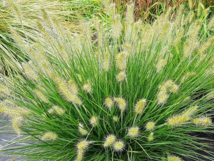 Perovec psiarkovitý 'Tiny Twinkler' - Pennisetum alopecuroides 'Tiny Twinkler'