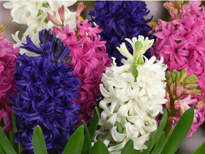 Hyacinty - mix (Balenie cibuľa 15/16 - 20 ks)