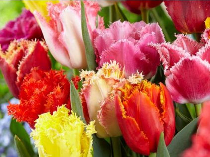 Trepenité tulipány - mix