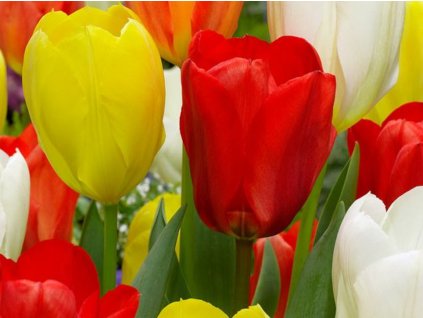 Tulipány Fosteriana - mix