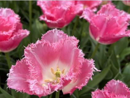 Tulipán 'Fancy Frills'