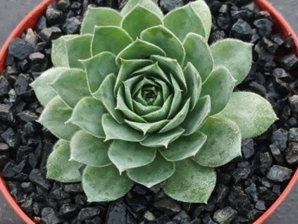 Skalnica  BIG SAM® 'Jumbo Green' - Sempervivum BIG SAM® 'Jumbo Green'