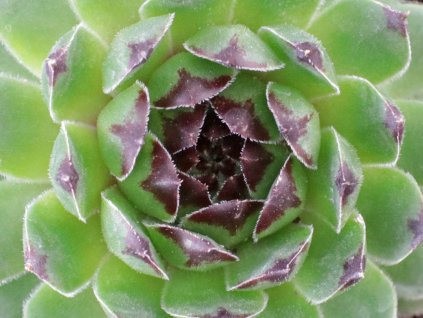 Skalnica x hybr. 'Reinhard' - Sempervivum x hybr. 'Reinhard'