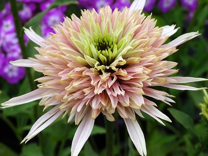 Echinacea 'Cherry Fluff' - Echinacea 'Cherry Fluff'