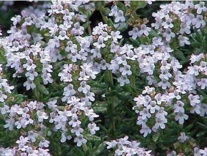 thymus
