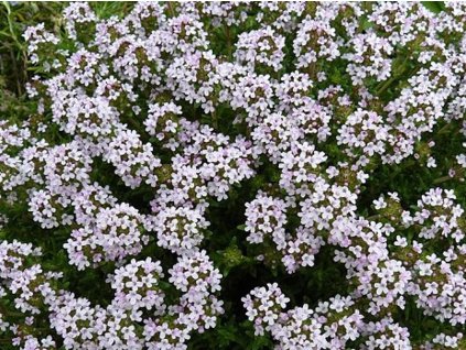Materina dúška obyčajná - Thymus vulgaris