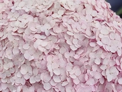 Hortenzia stromčekovitá  CANDYBELLE®  'Stand Up Pink' PBR