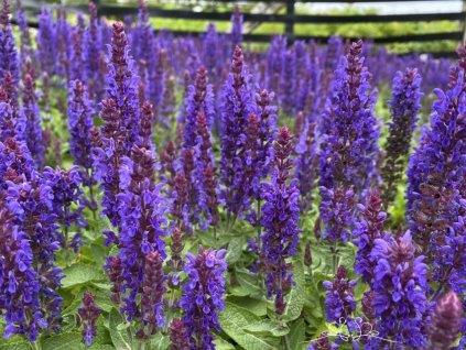 Šalvia hájna Sensation® 'Medium Deep Blue' - Salvia nemorosa Sensation® 'Medium Deep Blue'