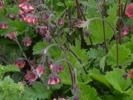 Kuklík hybr. 'Leonard's variety' - Geum hybr. ' Leonard's variety'
