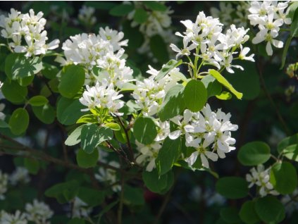 Muchovník vajcovitý