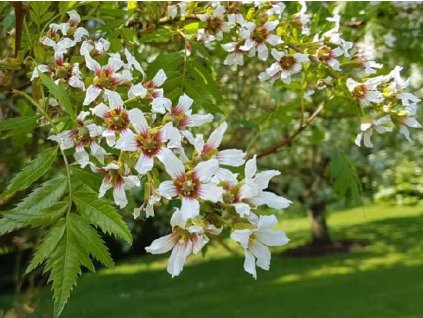 Žlutoroh jeřábolistý