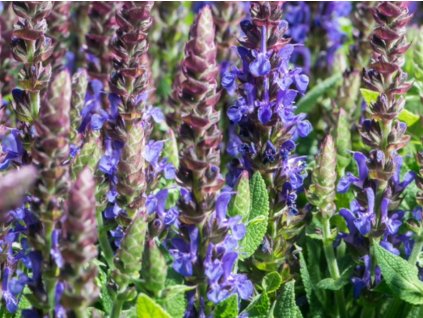 Šalvia hájna 'Sensation® Compact Violet' - Salvia nemorosa 'Sensation® Compact Violet'