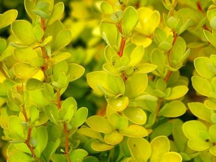 Dráč Thunbergov 'Aurea'