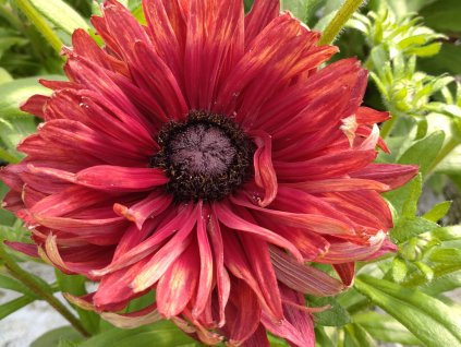 Echinacea (rudbekia) 'Flamenco True Red'- Rudbeckia 'Flamenco True Red'