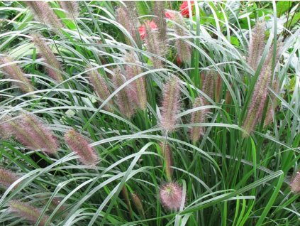 Perovec psiarkovitý var. viridiscens - Pennisetum alopecuroides var. viridiscens