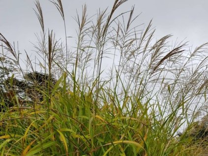 Ozdobnica čínska 'Red Tower' - Miscanthus sinensis 'Red Tower'
