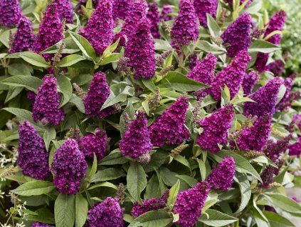 magenta2