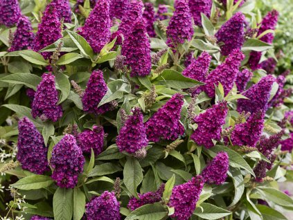 Budleja dávidova Butterfly Candy 'Little Magenta'